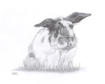 LOP EARED RABBIT Bunny Limited Edition art drawing print