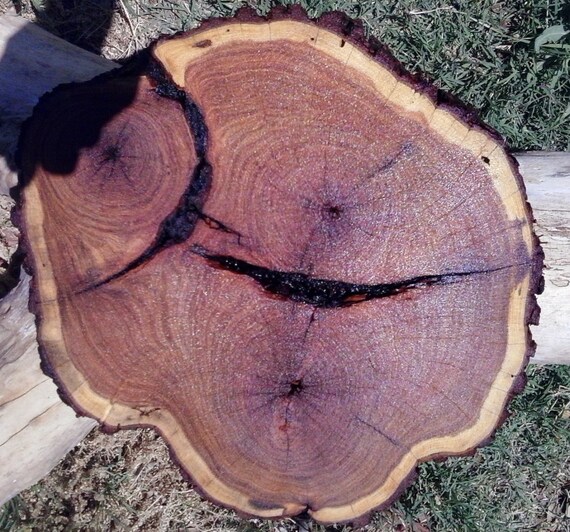 Live Edge Mesquite Burl Slab Lumber Texas Ironwood by RusticArtCo