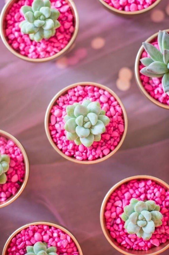 Aquarium pebbles/terrarium gravelsucculent plant soil