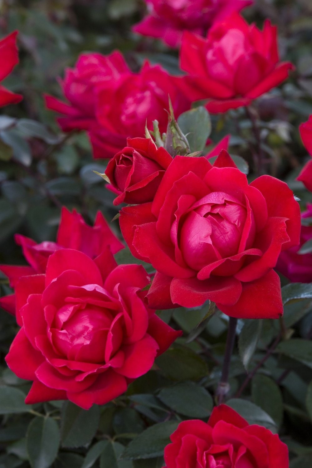 Knockout Rose Double Red Qty 6 Live Plants by JJGardenBoutique