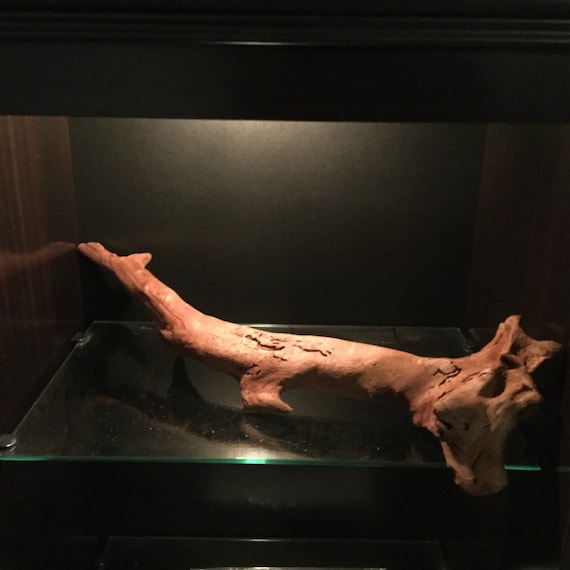 Large Malaysian Aquarium Driftwood for Sale 22 x
