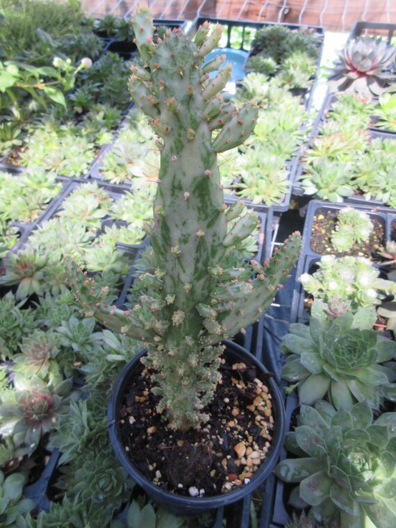 variegated opuntia cactus plant