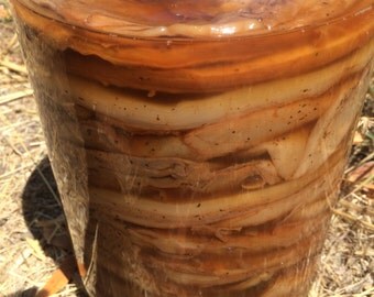 Organic Kombucha SCOBY culture with 1 cup of strong starter tea