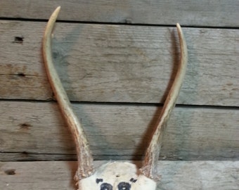 Small Set of Taxidermy Quality Whitetail Deer Antlers - Lot No. 24767Y
