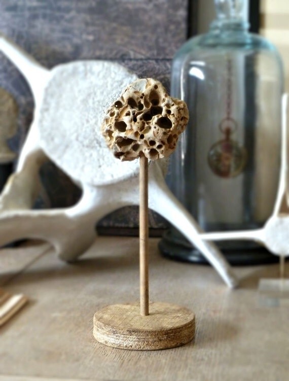 Specimen Rock Mounted on Wood Display Stand by