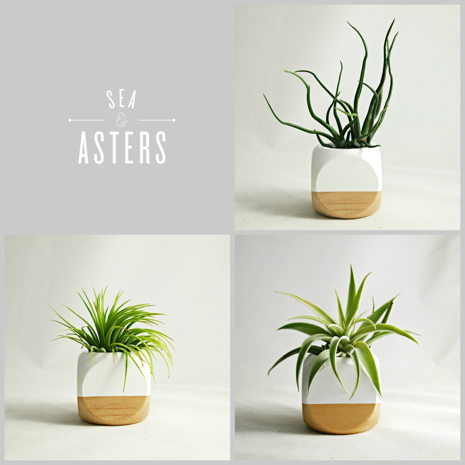 Air Plant AddOn for Mini Geometric Planters