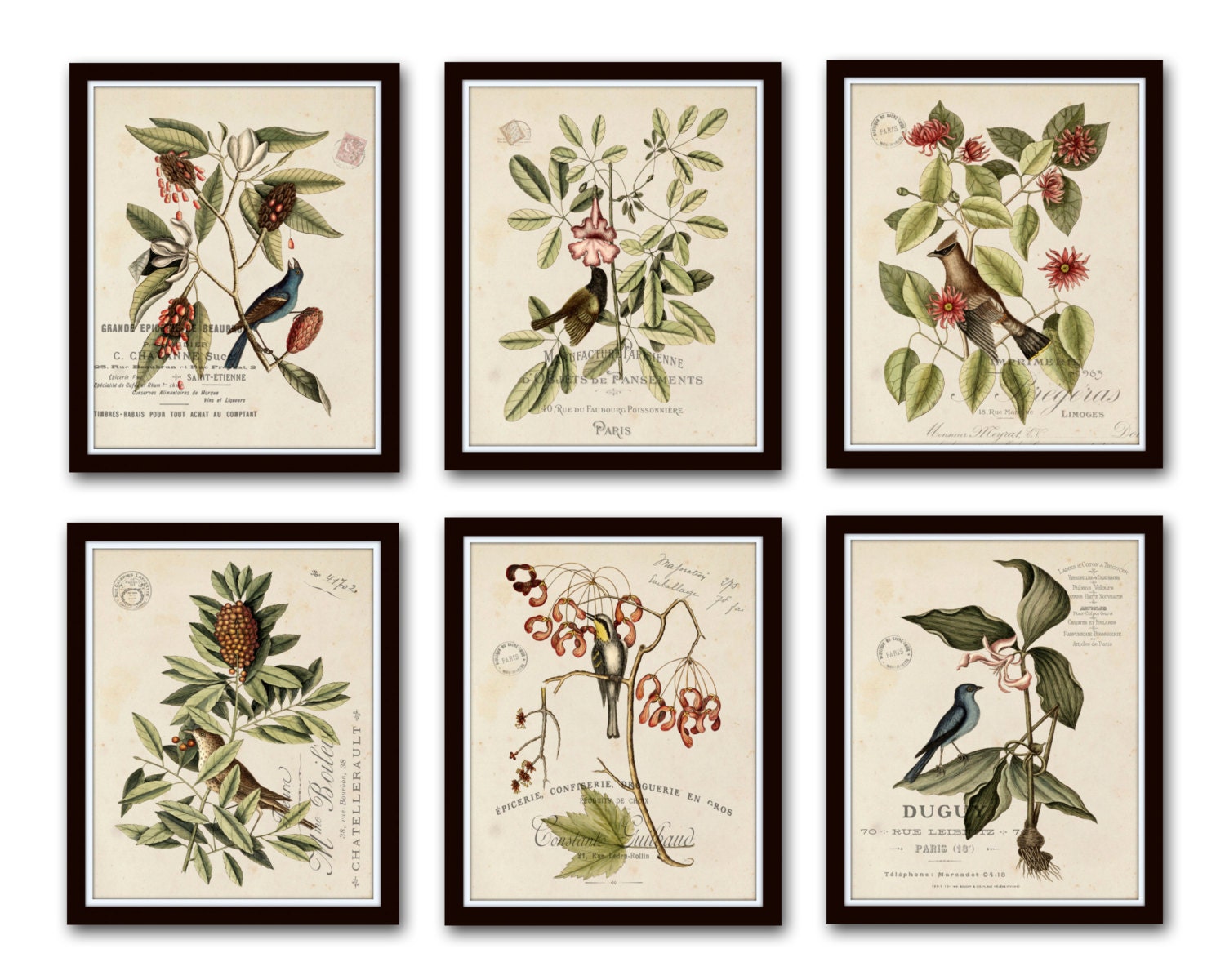 Vintage Bird and Botanical Print Set No.2 Giclee Art Print