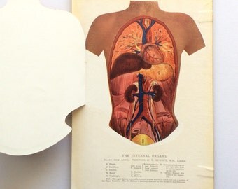Vintage 1920 Medical Anatomy Diagram FOLD OUT Bookplate SKELETON Muscles Svankmajer Collage Material