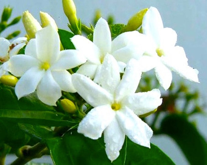 Jasmine Blossom Solid Perfume. 100% natural. Vegan, Alcohol free. 15g