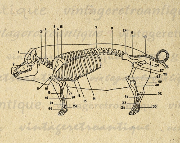 Digital Image Pig Skeleton Diagram Printable Graphic Animal Illustration Download Vintage Clip Art Jpg Png Eps HQ 300dpi No.1915