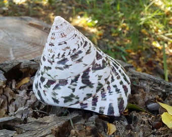 Natural Trocus Shell for your collection