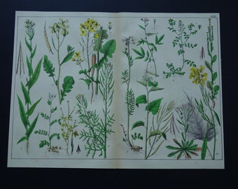 1879 old botanical print LARGE antique floral illustration mustards vintage pictures of flixweed black mustard garlic colza flowers flora