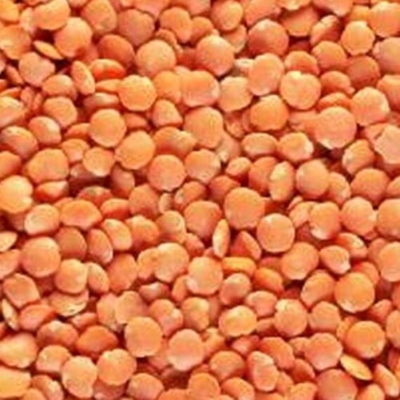 organic orange lentils 1 2 ounce great for growing and organic orange lentils 1 2 ounce great for growing and