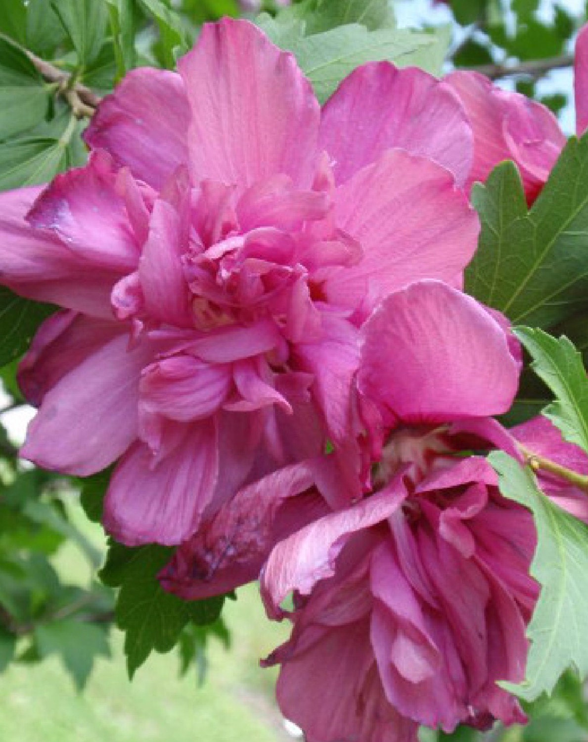 5 Pink Double Rose of Sharon Bush 2 foot tall bareroot