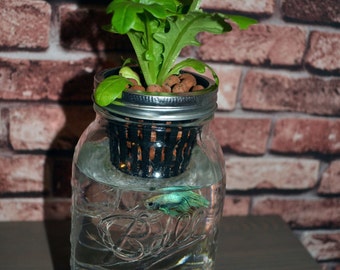 Mason Jar Organic Fish Garden Desktop Aquaponics and by GreenPLUR