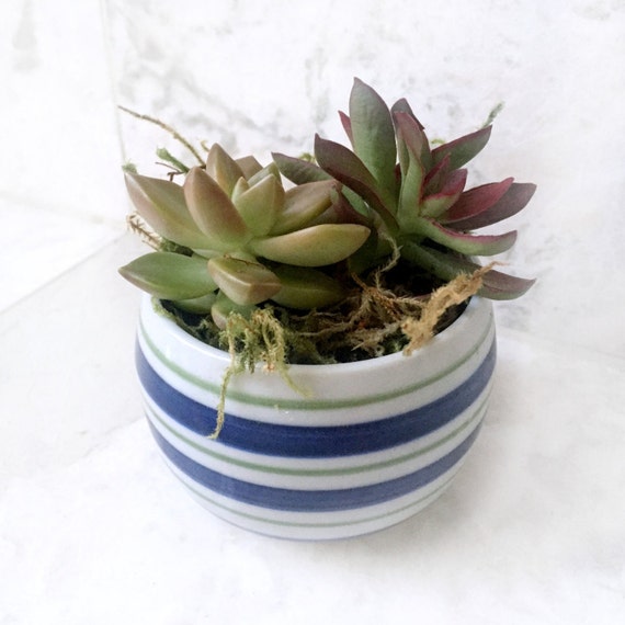 Striped Succulent Planter Live Succulent Included Green