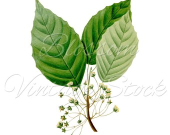 Fern Botanical Print Green Fern PNG Leaves by BlossomVintageStock