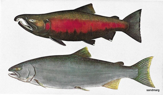 Vintage Coho Salmon Fish Print 1949 Male Varieties Ichthyology