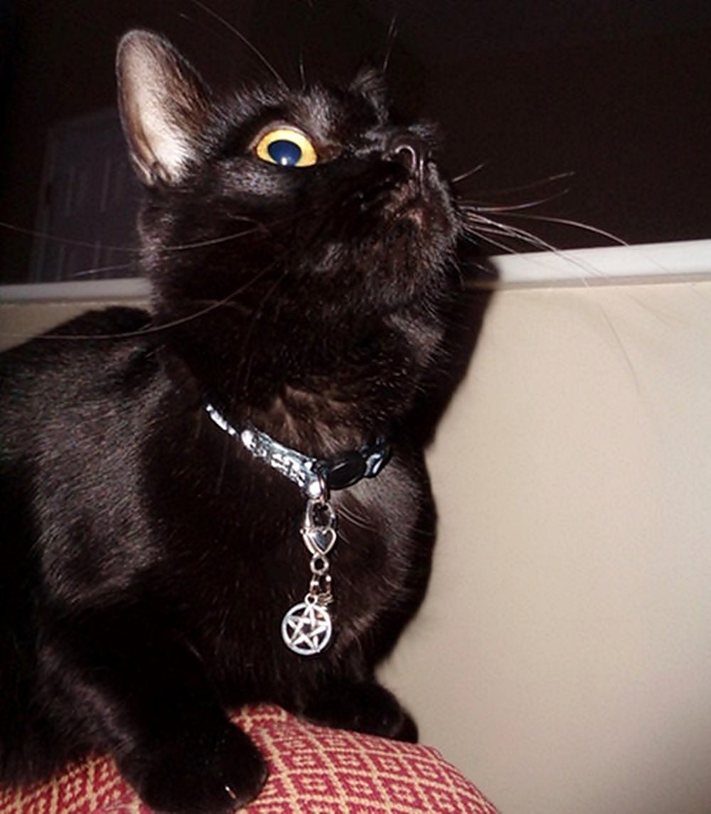 PAGAN CAT CHARM Collar Charm Jingle Bell Cat Jewelry Cat