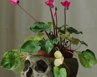 HUMAN SKULL PLANTER full size human skull planter, waterproof plaster polymer painted for an aged appearance, suitable indoors or out