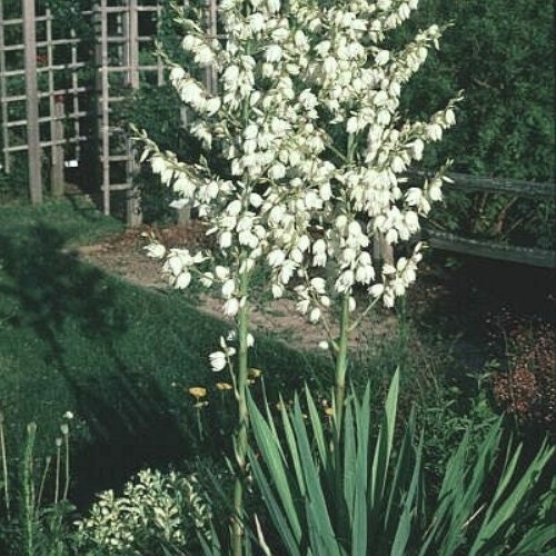 White Adam's Needle Yucca Seeds 15 Seeds Best Yucca