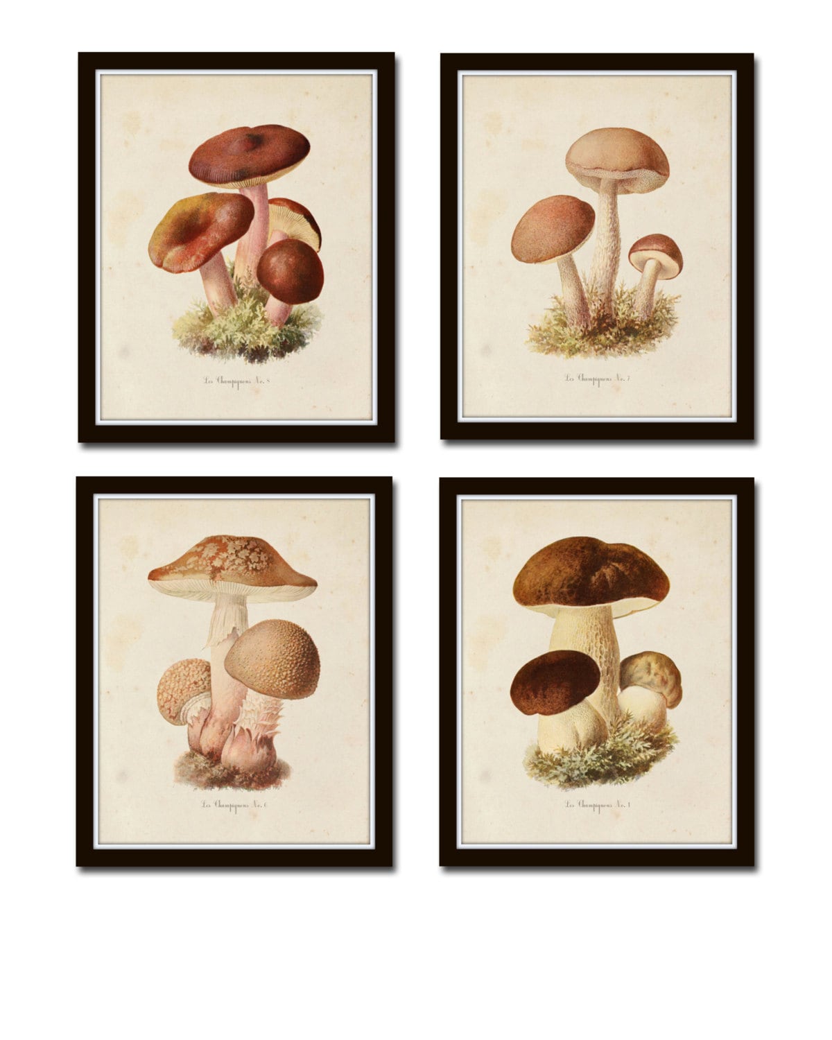 Mushroom Print Set No. 2 Mushroom Prints Antique Botanical
