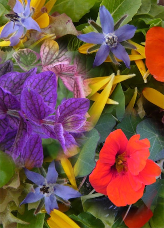 Rare Annual Edible Flowers annual flowers mixed seeds UK