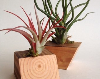Burnt Wood Torched Rustic Reclaimed Air Plant Holder Burnt Wood Torched Rustic Reclaimed Air Plant Holder