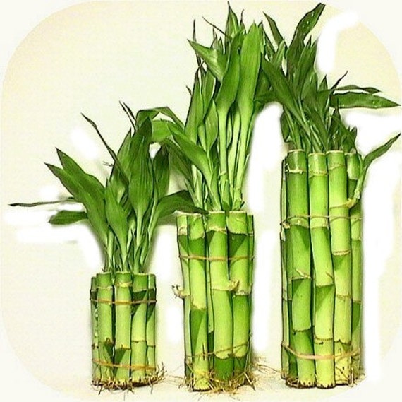 10 x 8 Chinese Lucky Bamboo Good Luck wealth prosperity by ZenWeHo