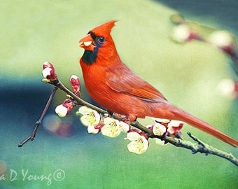Bird Wall Art, Cardinal Bird, Bright Red Bird, Male Cardinal Bird, Bird with Seed, Wildlife Art Print, Bird on Branch, Fine Art Photography