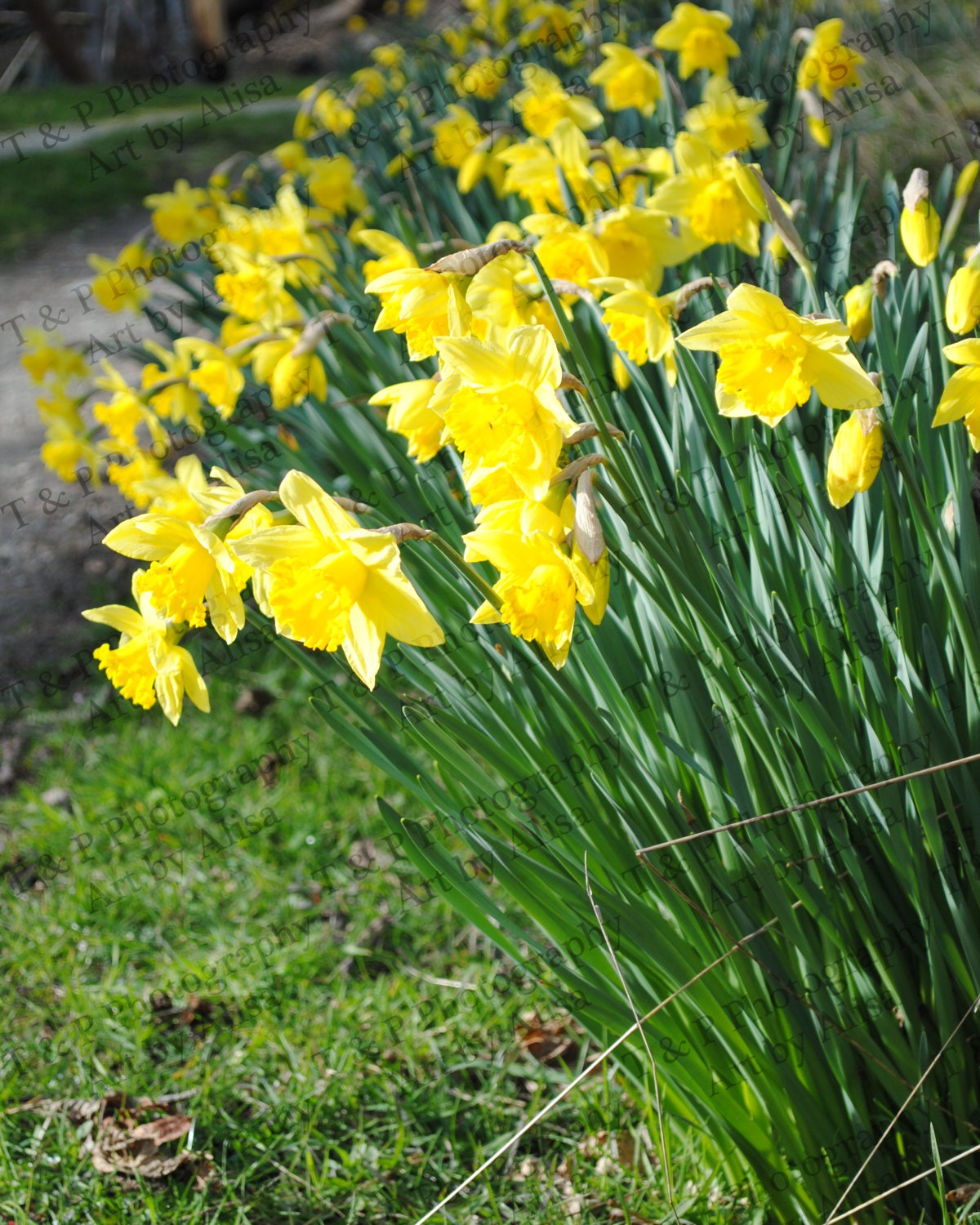 Digital Download Photo Daffodil Flowers Printable Art