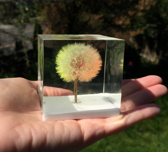 Rainbow Dandelion Wishie Cube Keepsake. Natural Gift. Wishie
