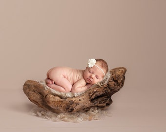 Digital Backdrops/Props (Beach Driftwood Newborn Prop on Cream Backdrop)