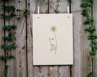 Hand-Pressed Queen Anne's Lace
