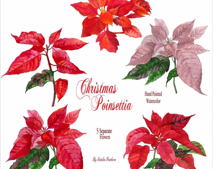Christmas Poinsettia. Watercolor clipart, Christmas, clip art, christmas gifts, home decoration, gift,floral clipart, new year,