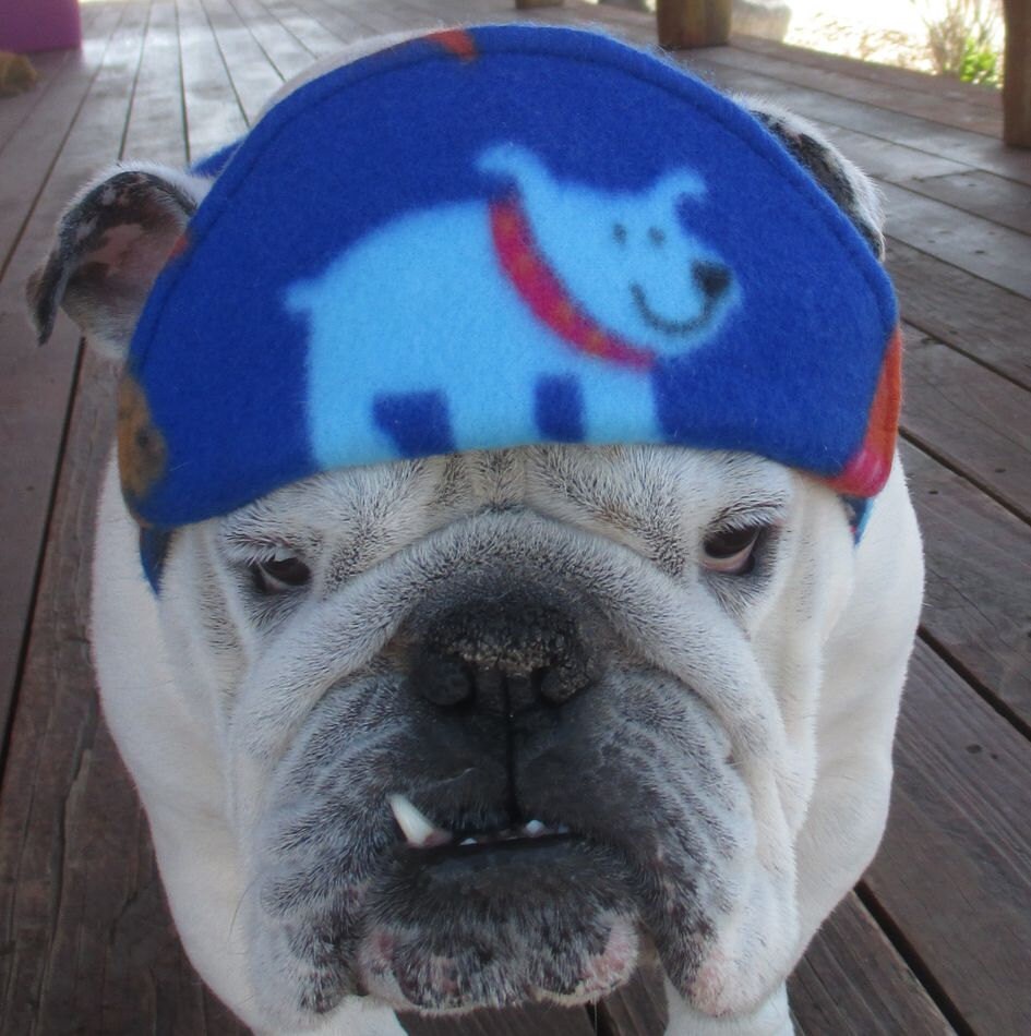 ENGLISH BULLDOG REVERSIBLE hat Funny Dog Hat Fall Winter