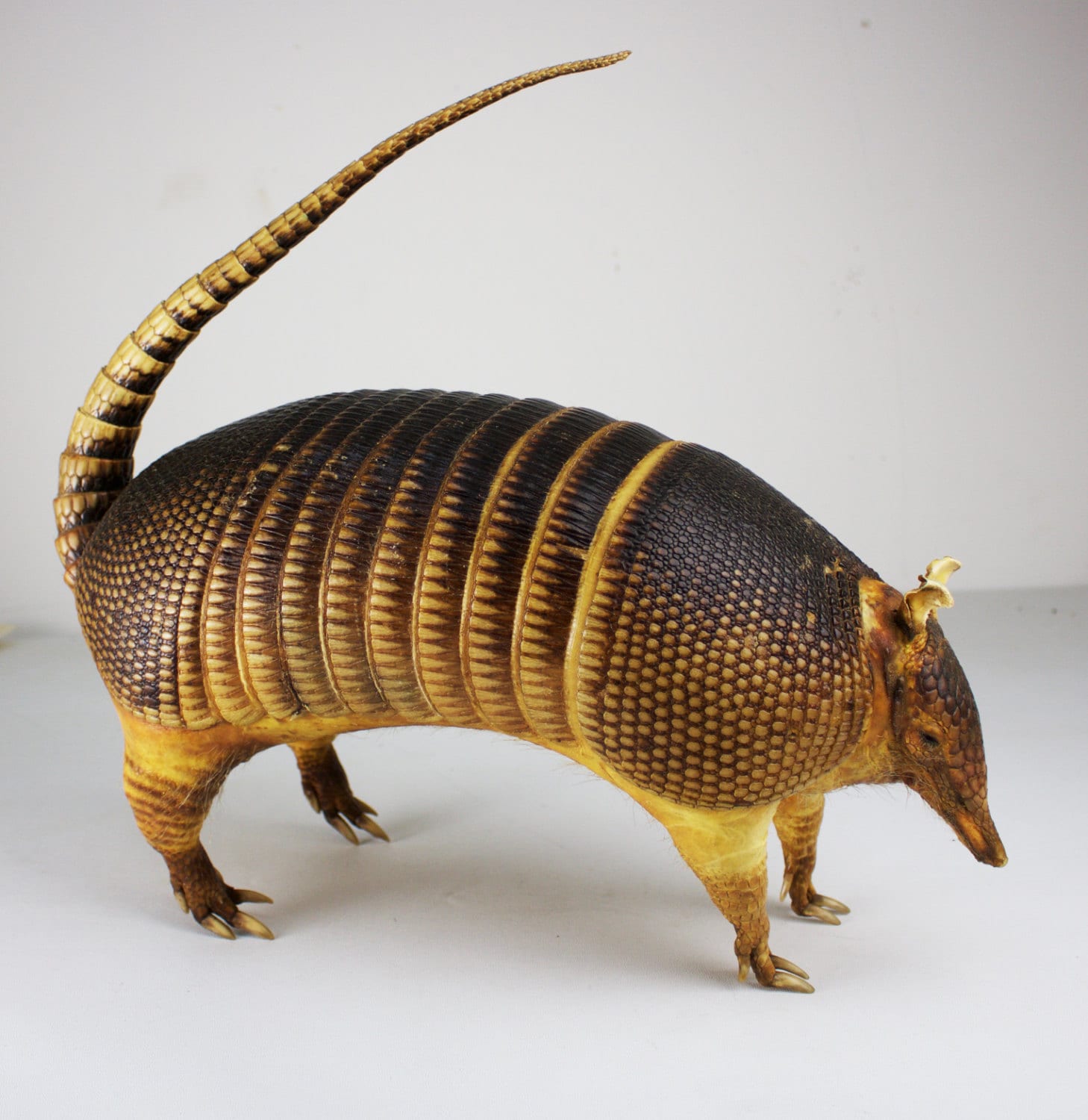 taxidermy armadillo