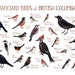 Alabama Backyard Birds Field Guide Art Print / Watercolor