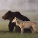 Bear and Wolf Trading Co.