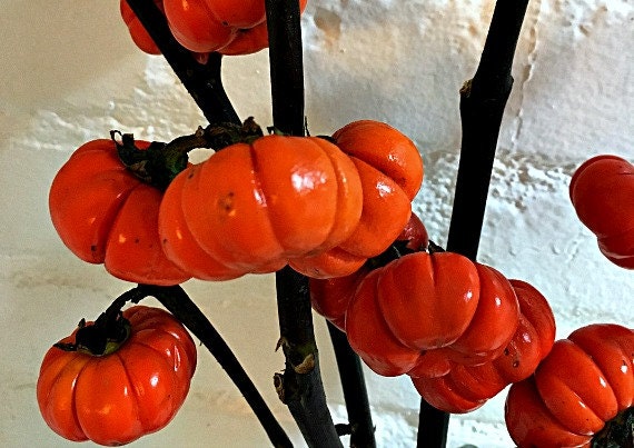 Pumpkin on a Stick Hmong Eggplant 15 seeds Solanum