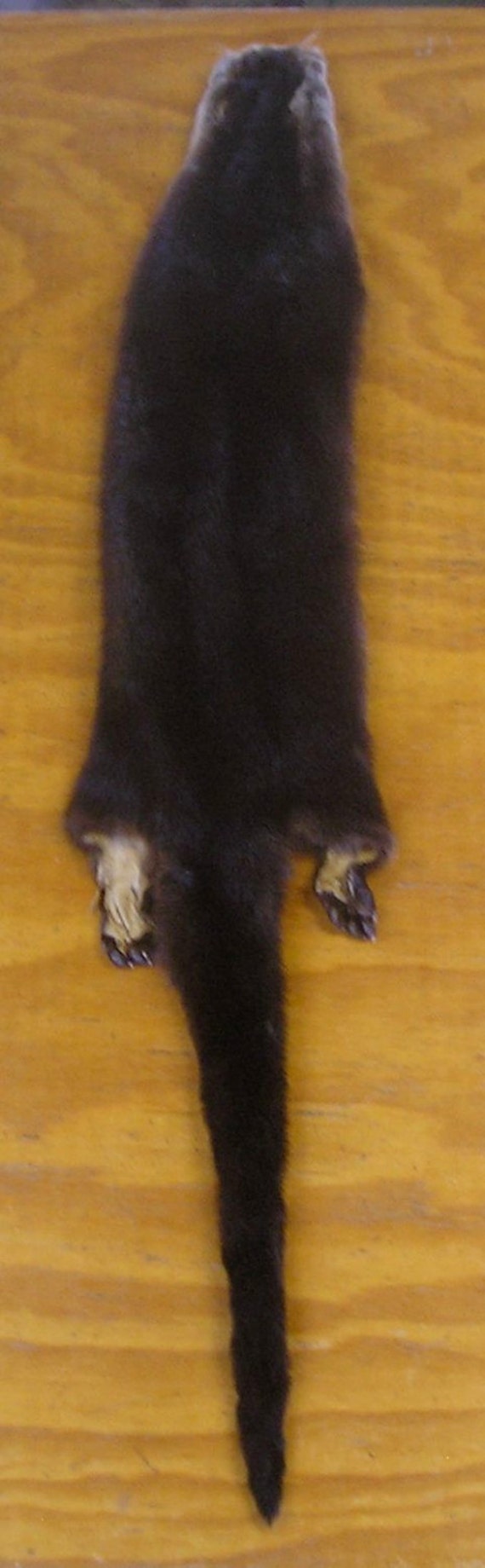 River Otter Pelt with Feet & Claws