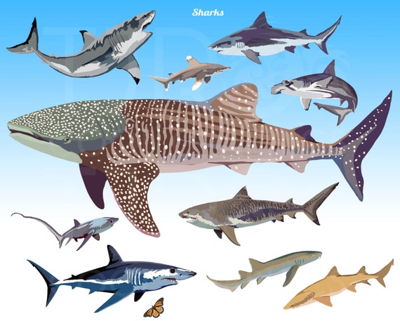 Sharks Digital Realistic Clip Art PNG Printable Commercial