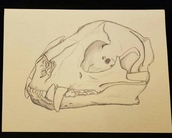 Mountain Lion Skull Print