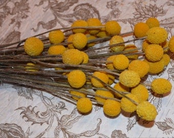 Yellow Craspedia, Craspedia, Billy Balls, Drumsticks - 40 per bunch