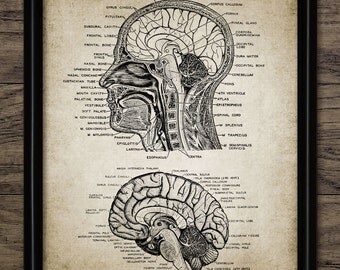 Vintage Human Head And Brain Anatomy Print - Neuroscience - Human Anatomy - Neuroanatomy - Physiology - Single Print #929 - INSTANT DOWNLOAD