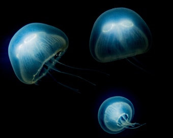 Realistic Jellyfish LED Painting!! P-C41
