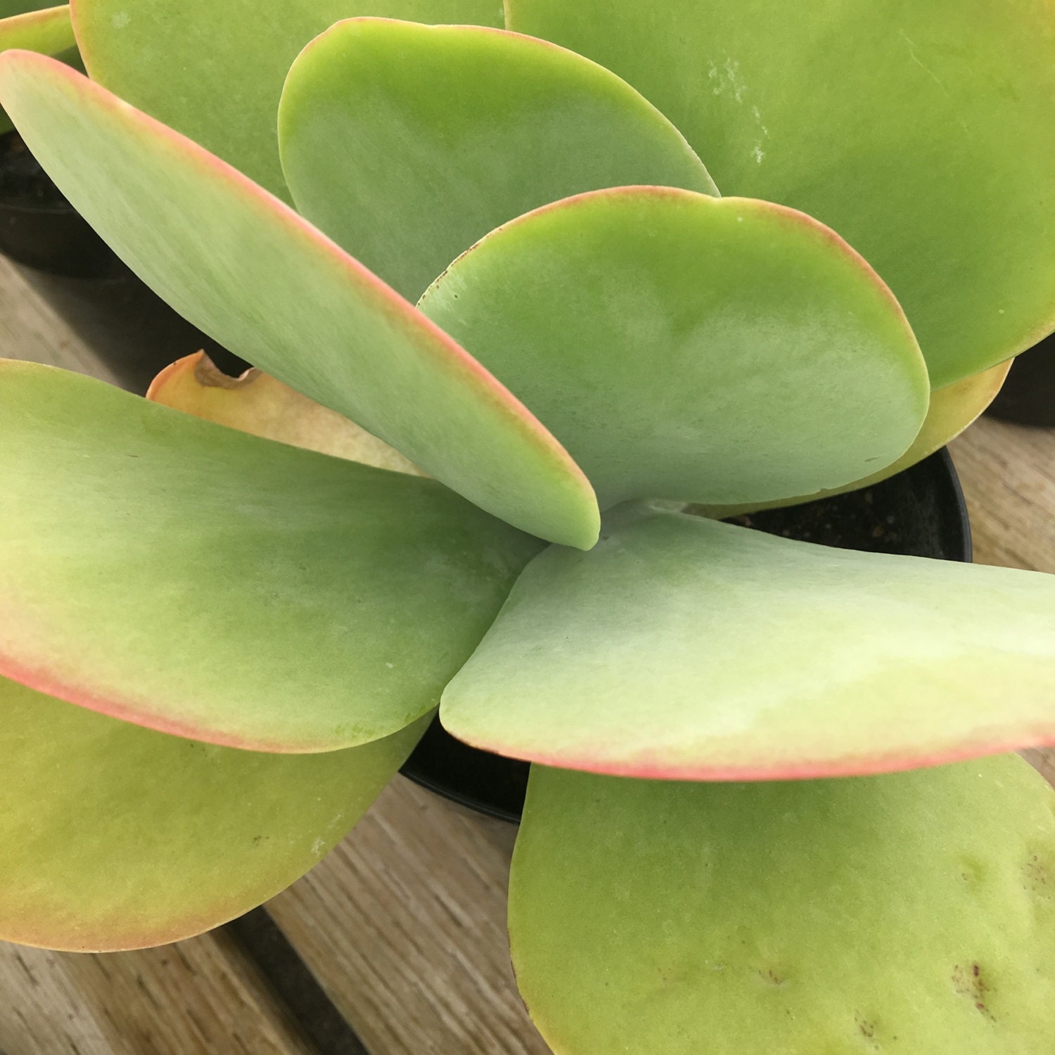 Succulent plant Kalanchoe Luciae Flapjack. Beautiful fan