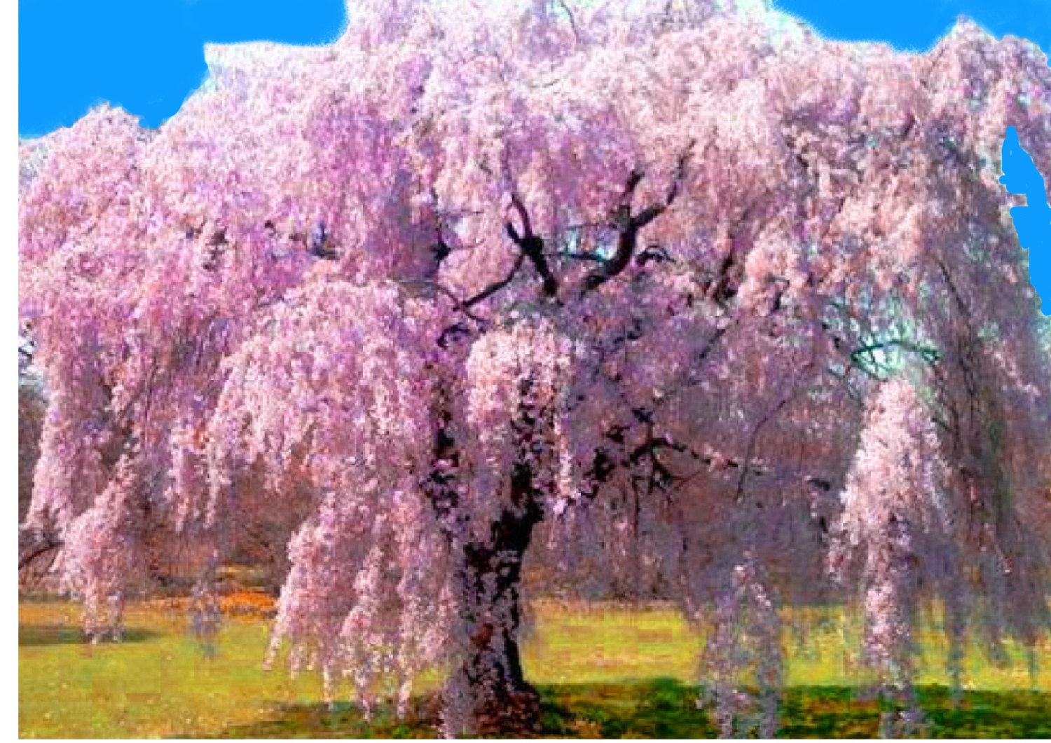 5 trees Weeping Cherry 2 foot tall branched by HandmadeGifts123