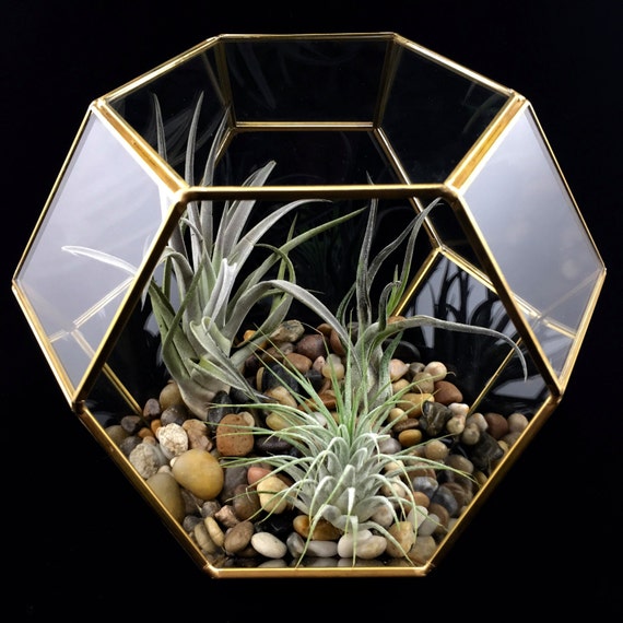 Large Gold Geometric Sphere Terrarium Glass Terrarium Kit