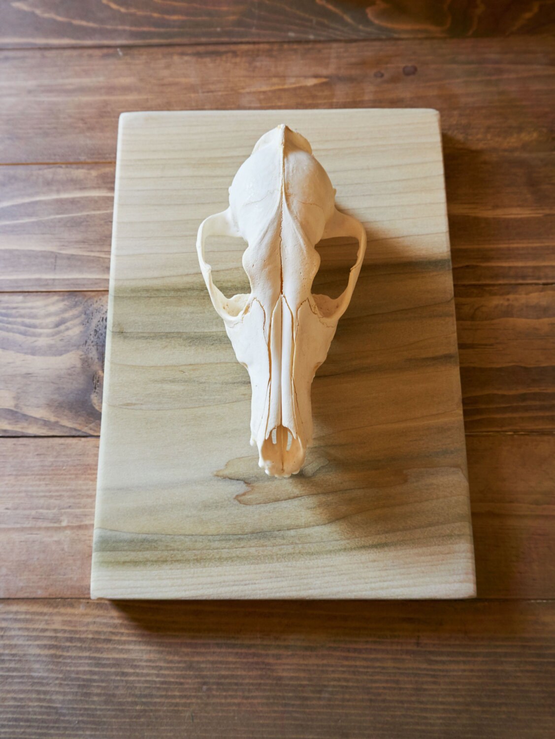 Coyote Skull Desk Accessory Office Decor Home Decor